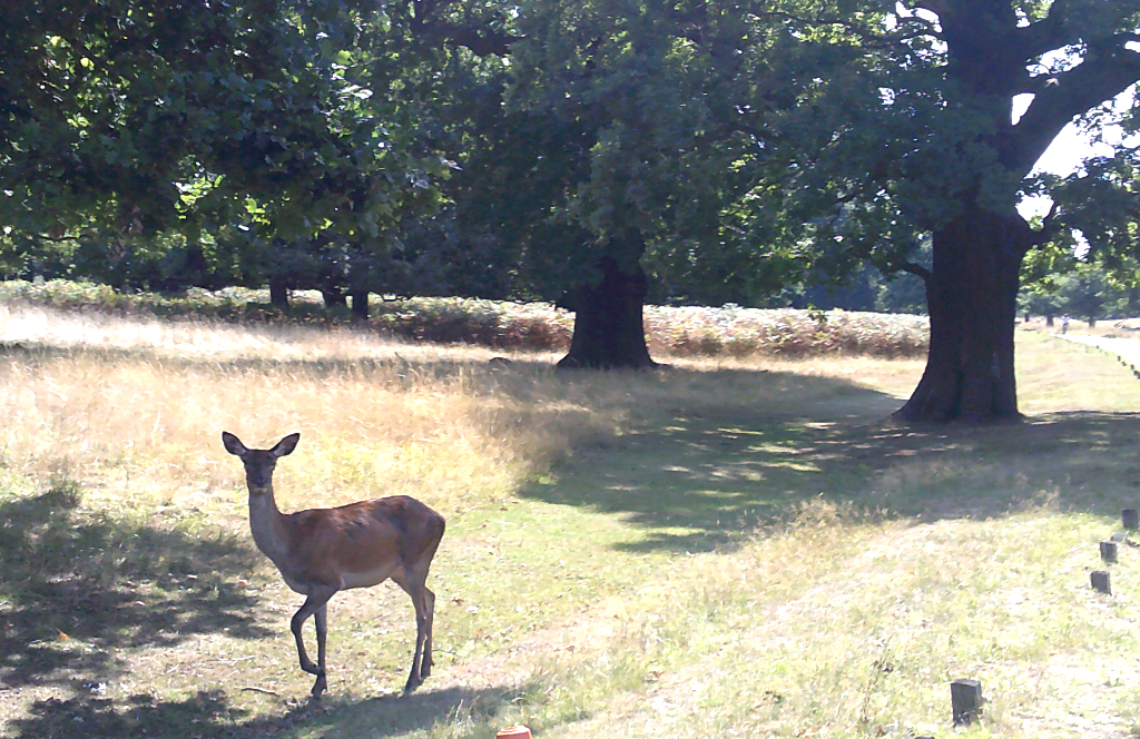 Deer in Richmond Park